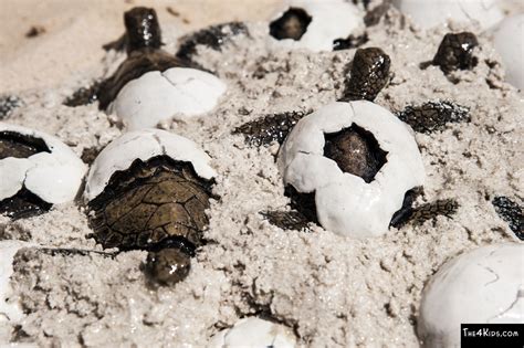 Sea Turtle Hatchlings and Eggs - The 4 Kids