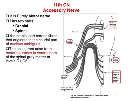 PPT - The Cranial Nerves XI-XII Accessory Nerve and Hypoglossal Nerve ...