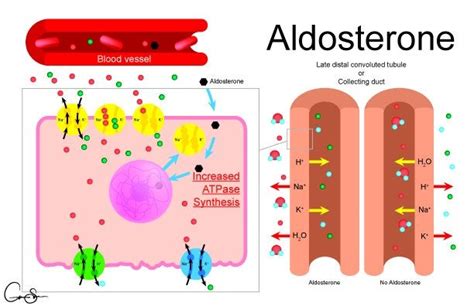 The effect of Aldosterone on the kidney [OC] : ScienceTeachers