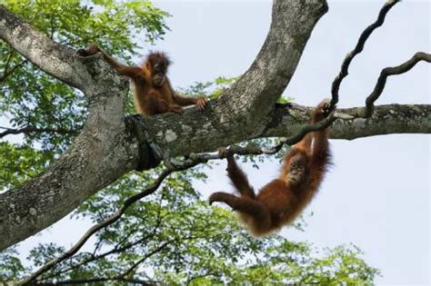 Animals and Zones - Singapore Zoo