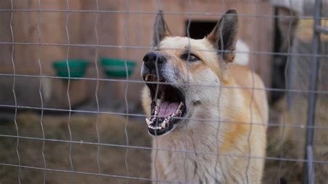 Angry Dog Barking In Cage Stock Footage SBV-338415872 - Storyblocks