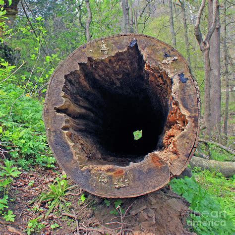 Hollowed Out Photograph by Steve Gass