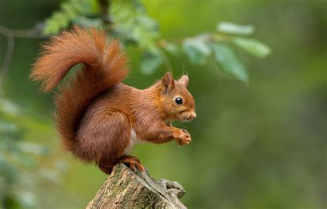 Hide Your Acorns! Red Squirrel Facts | Environmental Pest Management