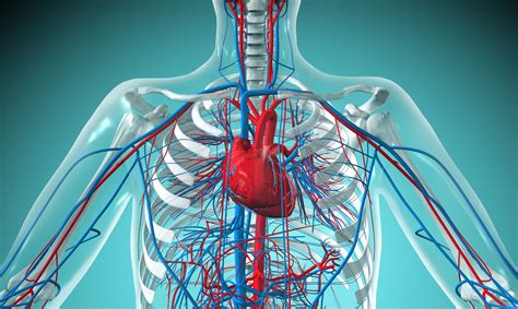 Types of Circulatory Systems: Open vs. Closed