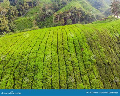 Amazing Landscape View of Tea Plantation in Sunset, Sunrise Time ...