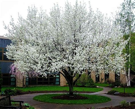 Cleveland Flowering Pear Tree | The Tree Center™