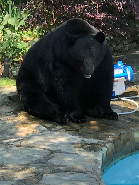 Largest Bear Ever Recorded