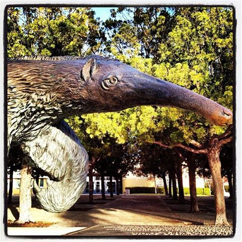 16 best The Anteater (UCI Mascot) images on Pinterest | Peter o'toole ...