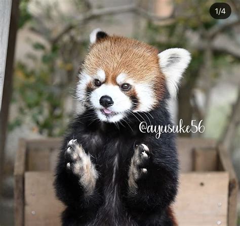 Clapping hands panda | Red panda, Red panda cute, Cute animals images