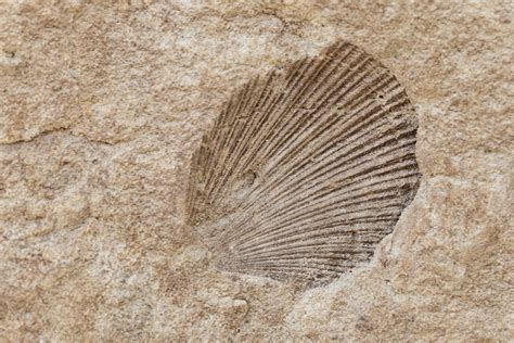 A Shell Fossil Free Stock Photo - Public Domain Pictures