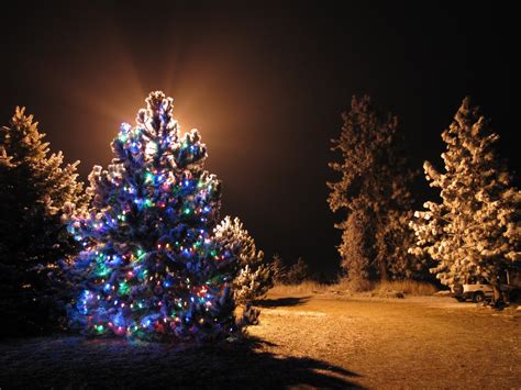 Christmas light trees outdoor - 10 tips for buyers - Warisan Lighting