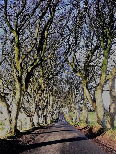 The Dark Hedges Winter Visit