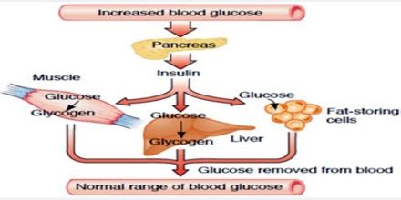 Describe about Glucose Metabolism - Assignment Point