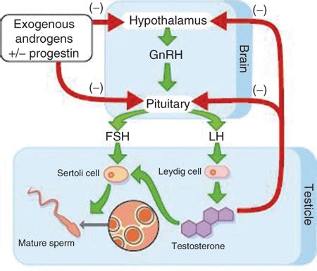 Difference between FSH and LH - MD