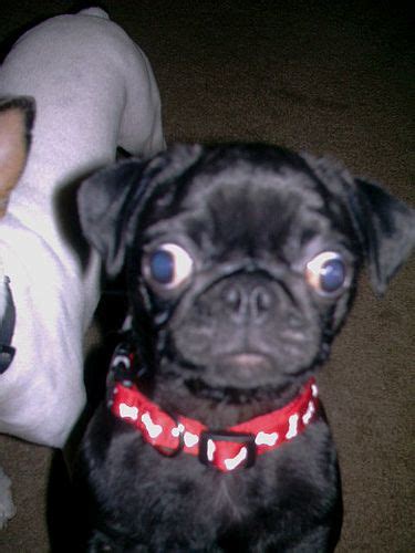 Black Pugs | Pugs, Black pug, Cute animals