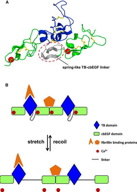 Dissecting the Fibrillin Microfibril: Structural Insights into ...