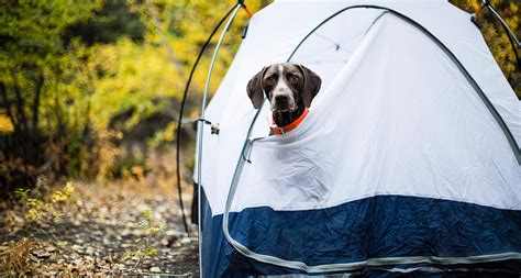 Camping With Dogs and Other Pets: An Ultimate Guide | BeChewy