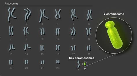 First complete sequencing of the Y chromosome - Techzle