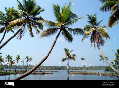 Coconut tree kerala hi-res stock photography and images - Alamy