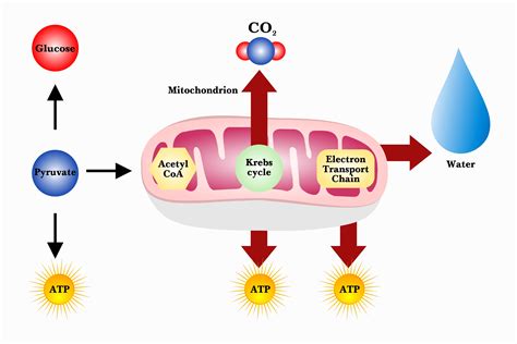 What is the symbol equation for aerobic respiration? | Biology ...