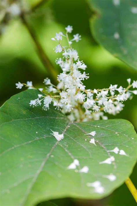 🏡 Identifying Japanese knotweed characteristics - A definitive guide