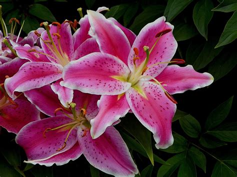 Stargazer Flower: Its Meanings & Symbolism - The Flowers Express ...