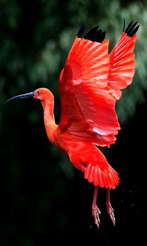 Scarlet Ibis in flight via arrowandbow.org | Djur, Vackra fåglar, Fåglar