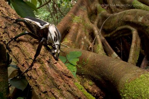 Habitat - Goliath Beetles