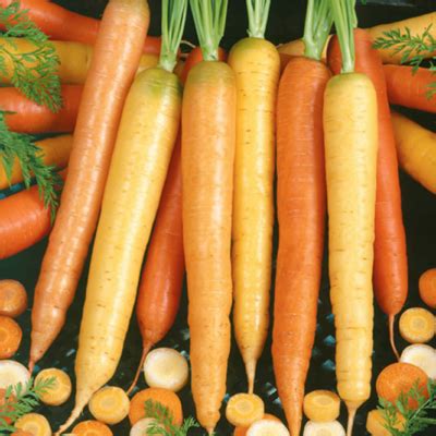 Carrots: From Seed to Harvest