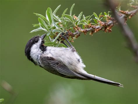 Black-capped Chickadee - NestWatch