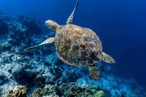 Green Sea Turtle Facts: Habitat, Diet, Conservation, & More