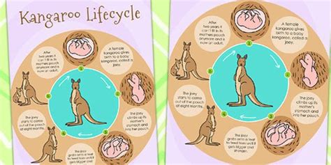 Kangaroo Life Cycle Poster | Life cycles, Kangaroo, Life cycles activities