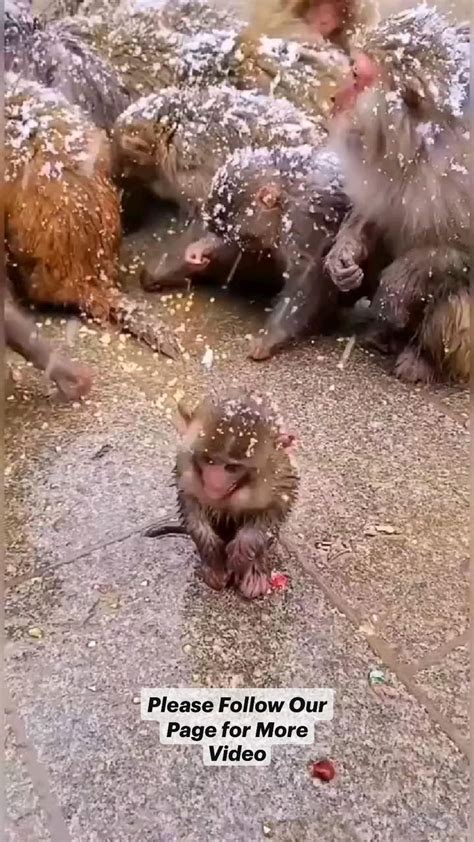 Beautiful Little Monkey Crying For His Mother | Фотографии обезьян ...