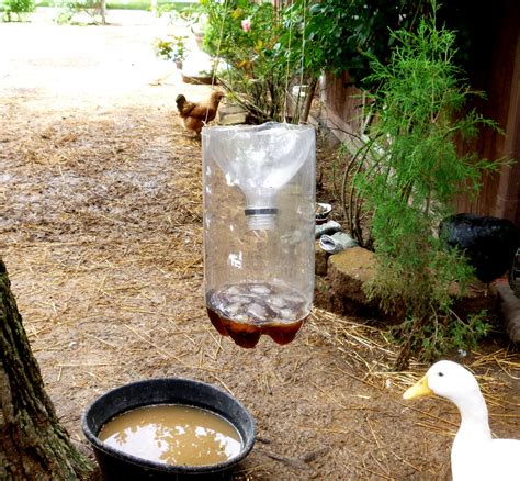 Got Flies ? Make This Easy DIY Fly Catcher out of a Soda Bottle | Fresh ...