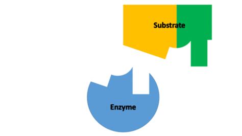 Enzyme Lock and Key Theory GIF | Teaching Resources