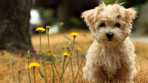 Puppy PC Wallpapers on WallpaperDog