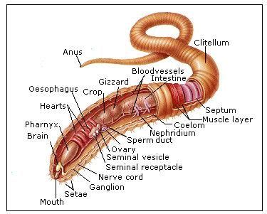 Pin by Chelsey Renée on Biology Atlas | Earthworms, Human brain diagram ...