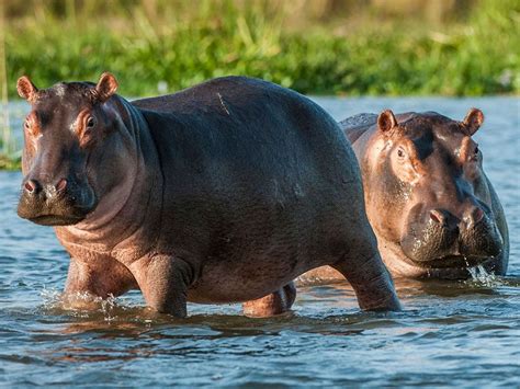 11 Fascinating Nile River Plants and Animals | Britannica.com