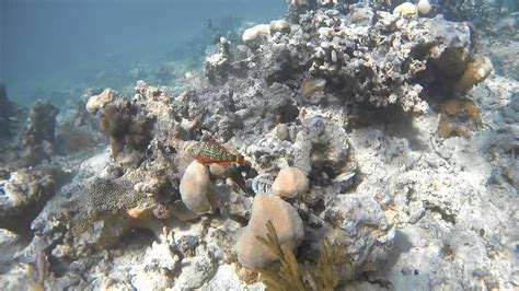 Snorkeling in Guardalavaca Beach | Snorkeling in Cuba