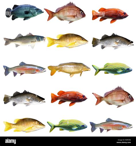 Fish chart hi-res stock photography and images - Alamy