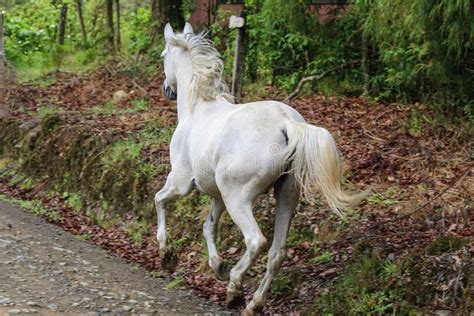 White horse running stock image. Image of hoofed, summer - 30080453