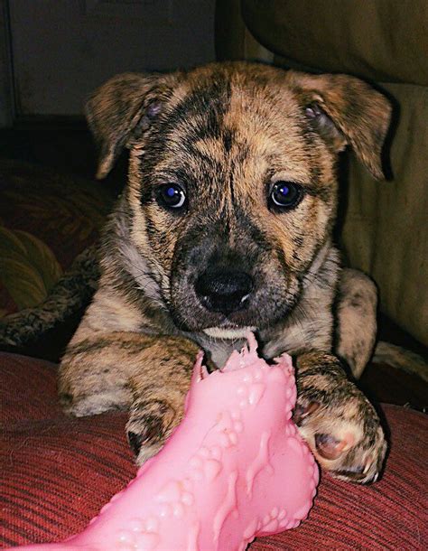 American Bulldog, German Shepherd, Alaskan Malamute mix #puppy ...