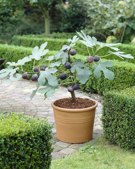 Growing Figs In Containers - PlantingTree | Growing fig trees, Potted ...