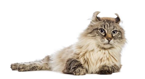 American Curl (Longhair) Cats