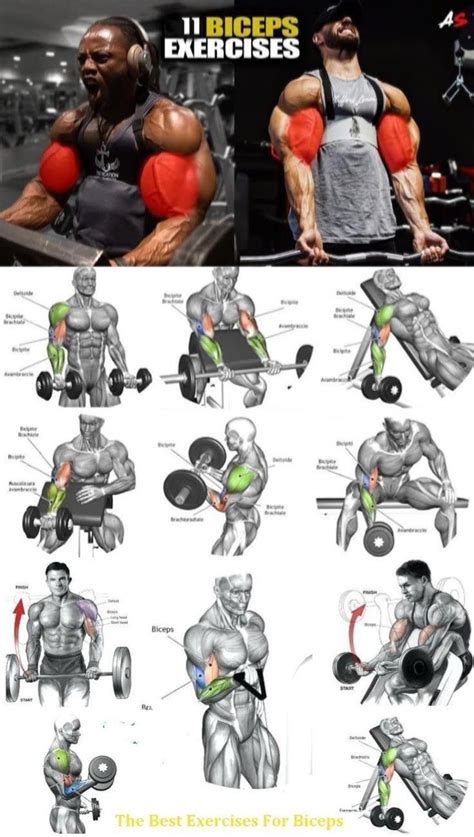 Ultimate Arms Workout Plan for Size | Gym workout chart, Big biceps ...