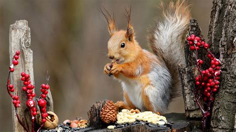 Brown Squirrel Is Standing on Tree Trunk Eating Nuts HD Animals ...