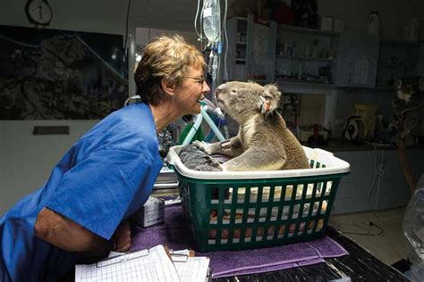 Port Macquarie Koala Hospital - Img Suzi Eszterhas_Minden Pictures ...