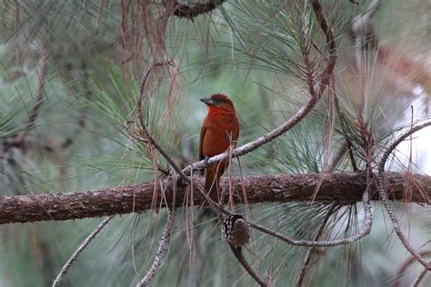 Hepatic Tanager | Birds for Beer