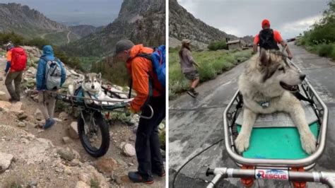 Volunteers Carry Injured 90-Lb Dog Off Of Mountain Trail – InspireMore