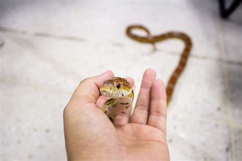 Exploring The Candy Cane Corn Snake! (Video Included!) - VivariumTips